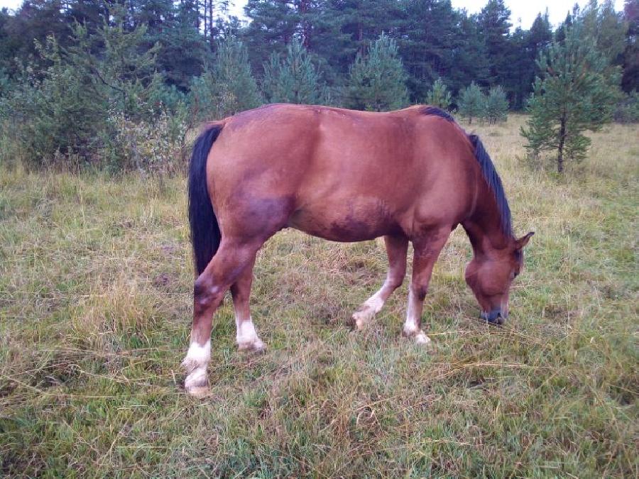 Hongre Franches-Montagnes  vendre  Lgna Jura