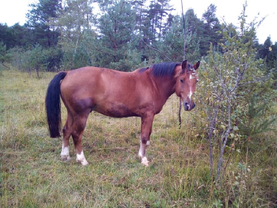 Cheval Franches-Montagnes  vendre Lgna dans le Jura photo 2