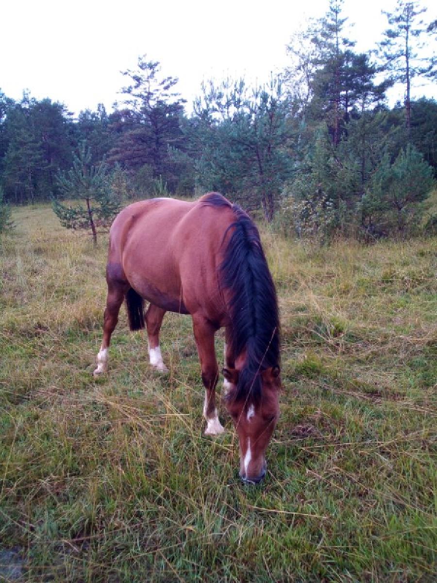 Cheval Franches-Montagnes  vendre Lgna dans le Jura photo 3