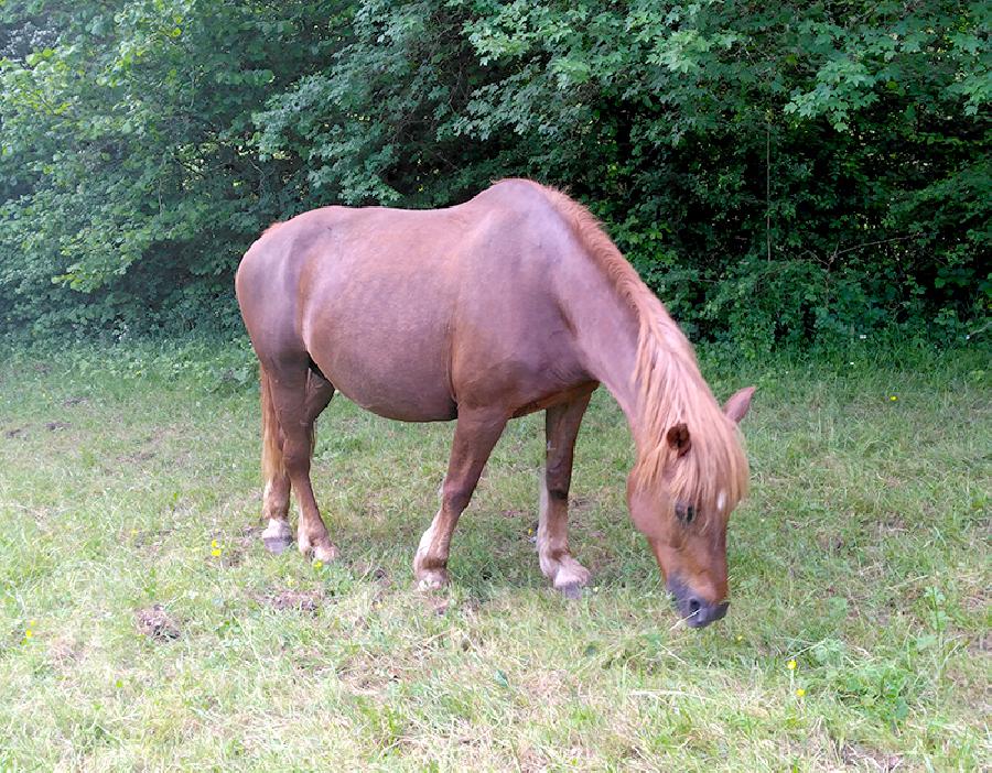 Jument Franches-Montagnes  vendre  Lgna Jura