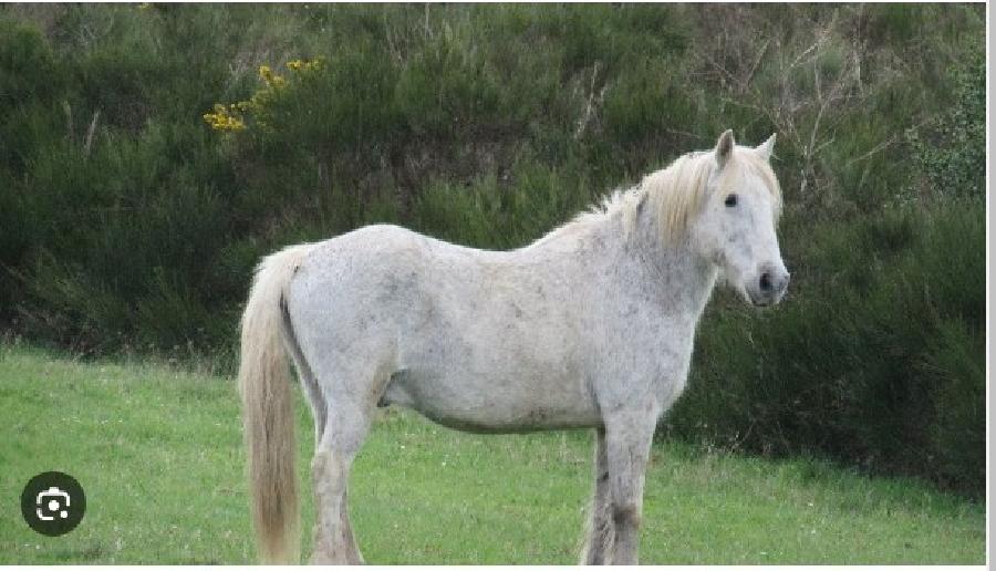 Hongre Camargue  vendre  Cambounes Tarn