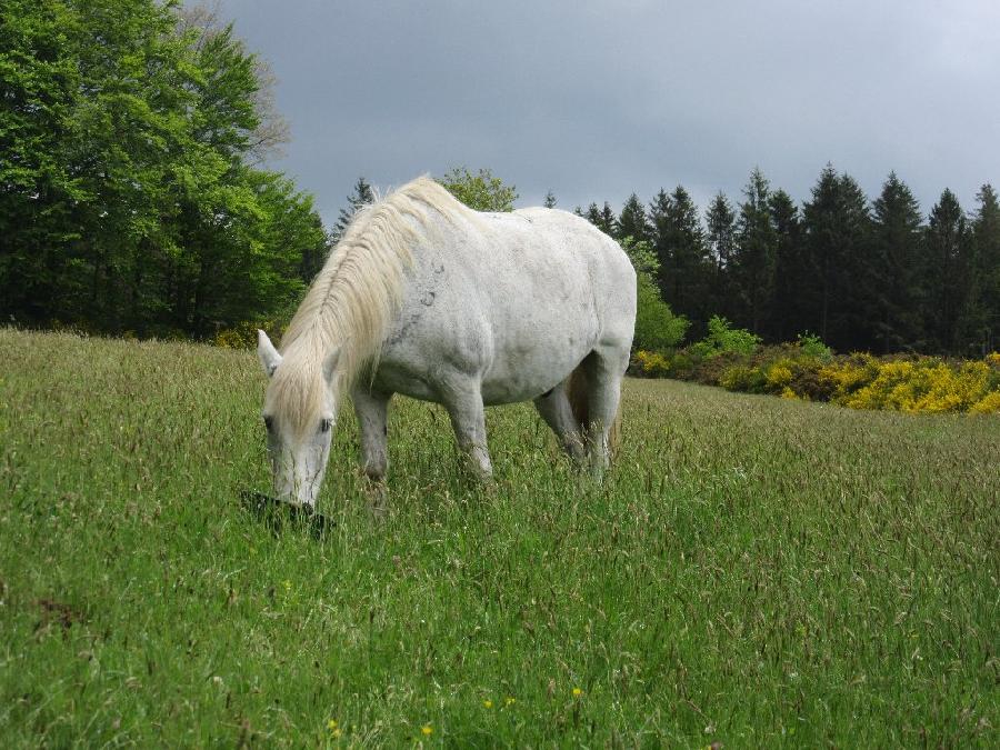 Cheval Camargue  vendre Cambounes dans le Tarn photo 2