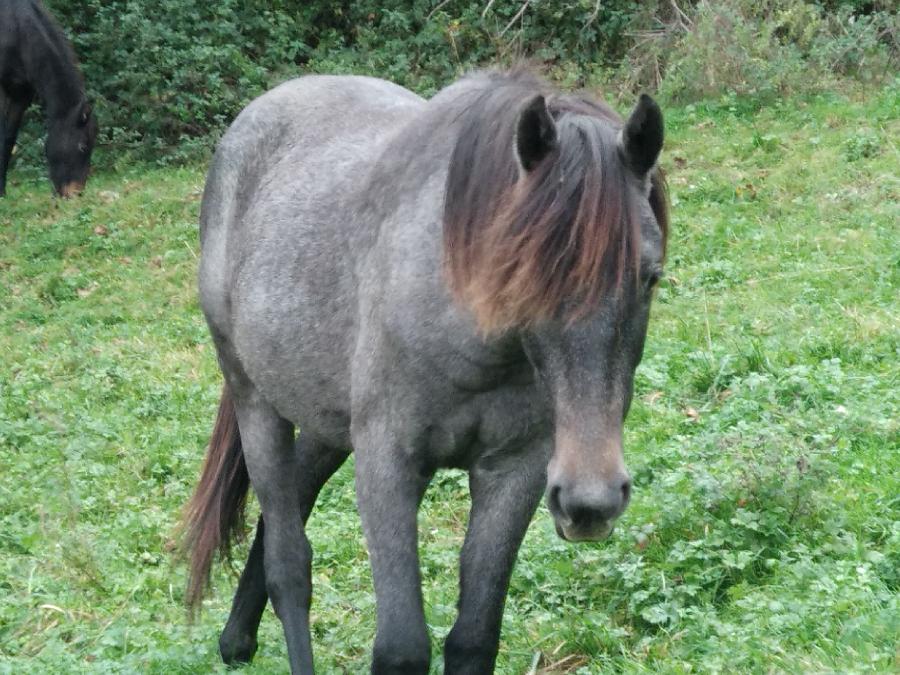 Cheval Barbe  vendre Aspet en Haute-Garonne photo 5