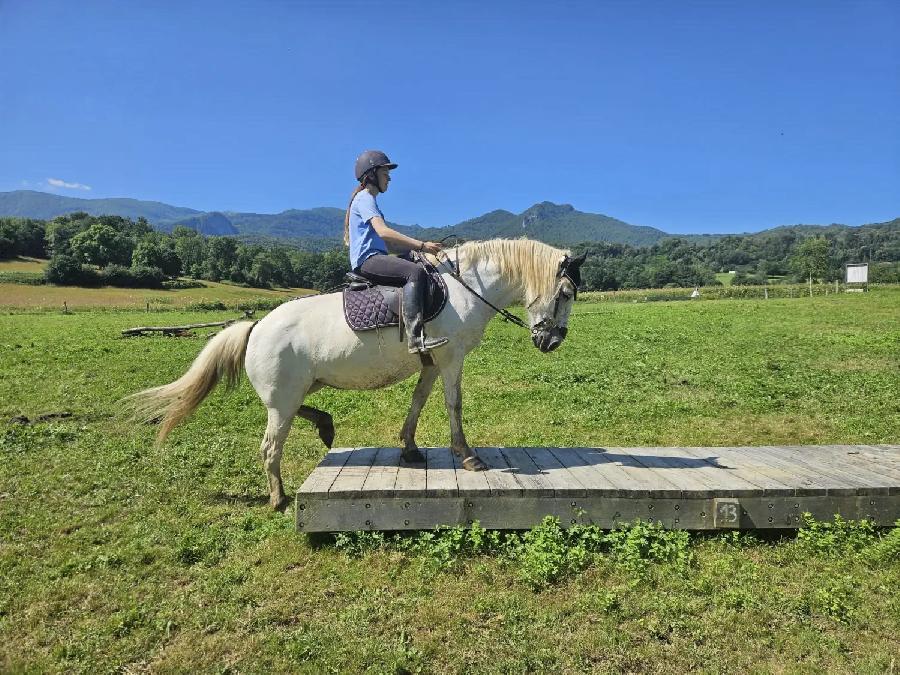 Cheval Camargue  vendre Aspet en Haute-Garonne photo 3