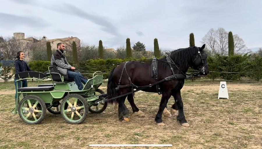Cheval Percheron à vendre Forcalquier dans les Alpes de Haute-Provence photo 2