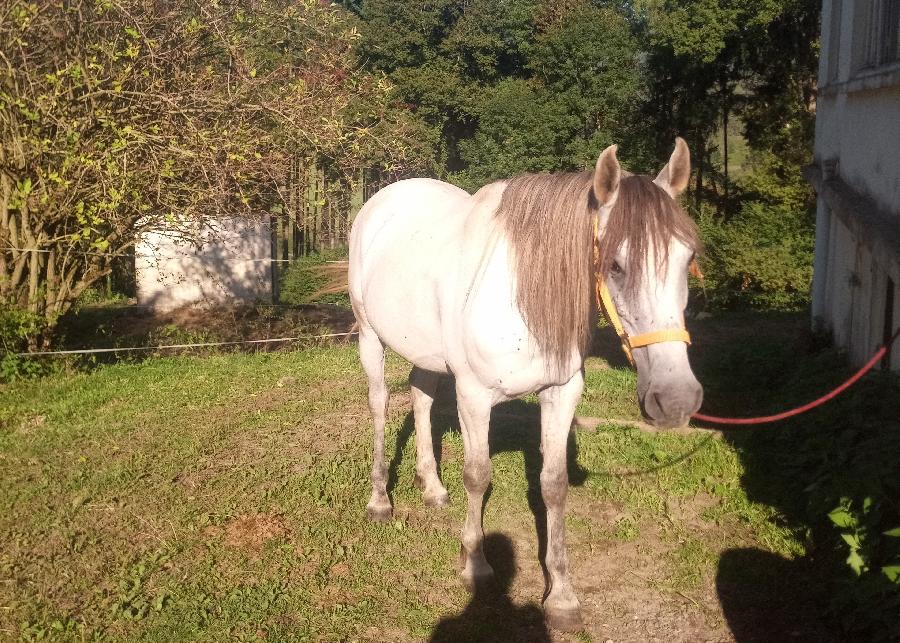 Cheval Pure race Espagnole (PRE)  vendre Saint-Clment dans l'Allier