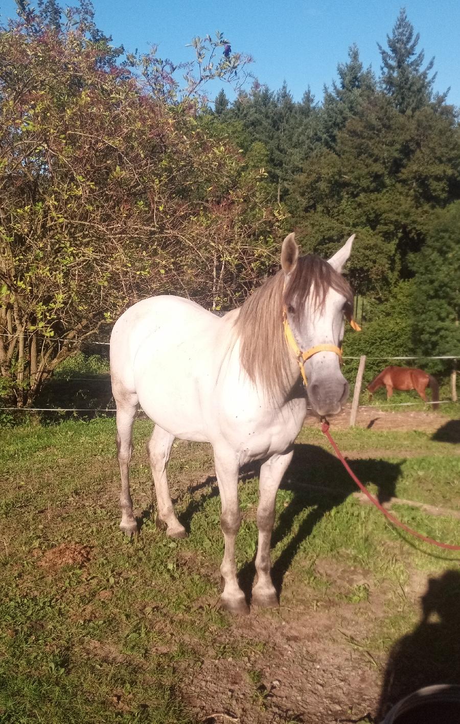 Cheval Pure race Espagnole (PRE)  vendre Saint-Clment dans l'Allier photo 2