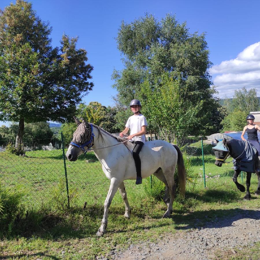 Cheval Pure race Espagnole (PRE)  vendre Saint-Clment dans l'Allier photo 4