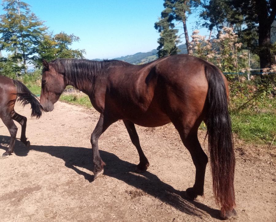 Cheval d' Origine non constate  vendre Saint-Clment dans l'Allier