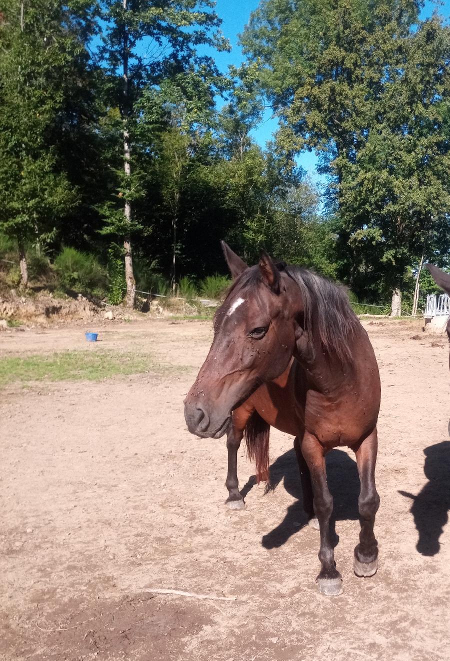 Cheval d' Origine non constate  vendre Saint-Clment dans l'Allier photo 2