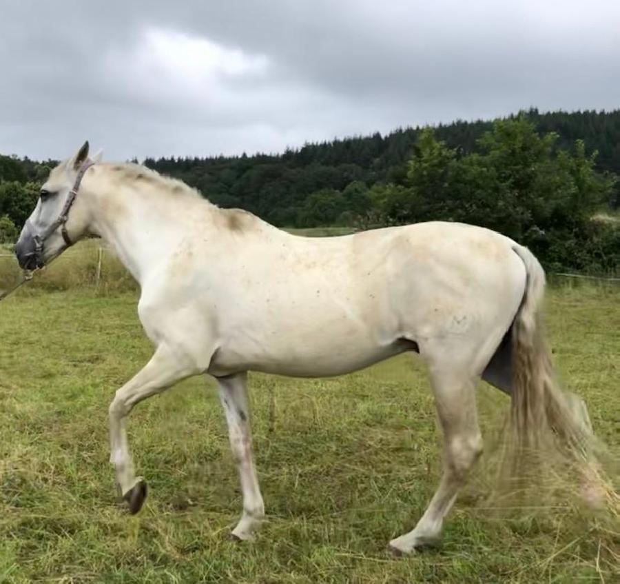 Cheval Pure race Espagnole (PRE)  vendre Saint-Clment dans l'Allier