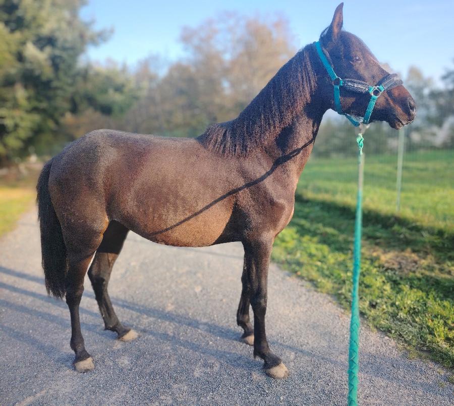 Jument Pure race Espagnole (PRE)  vendre  Saint-Clment Allier