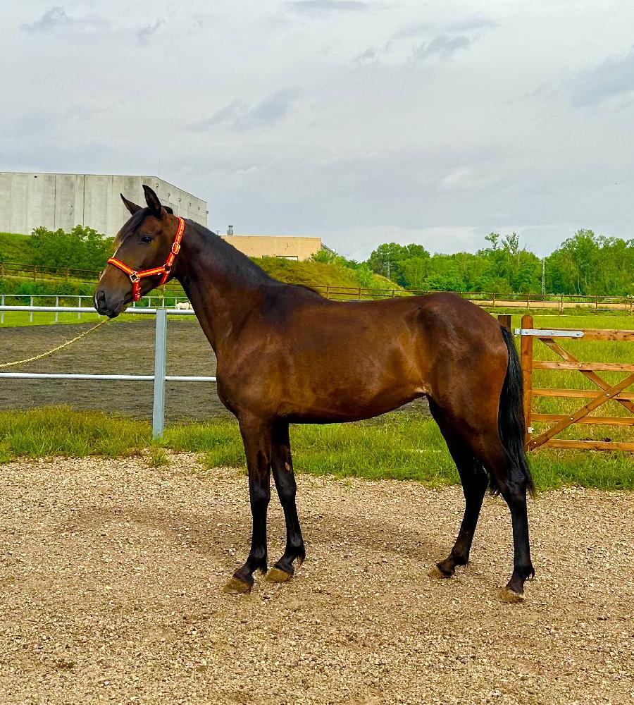 Cheval Pure race Espagnole (PRE)  vendre Saint-Clment dans l'Allier