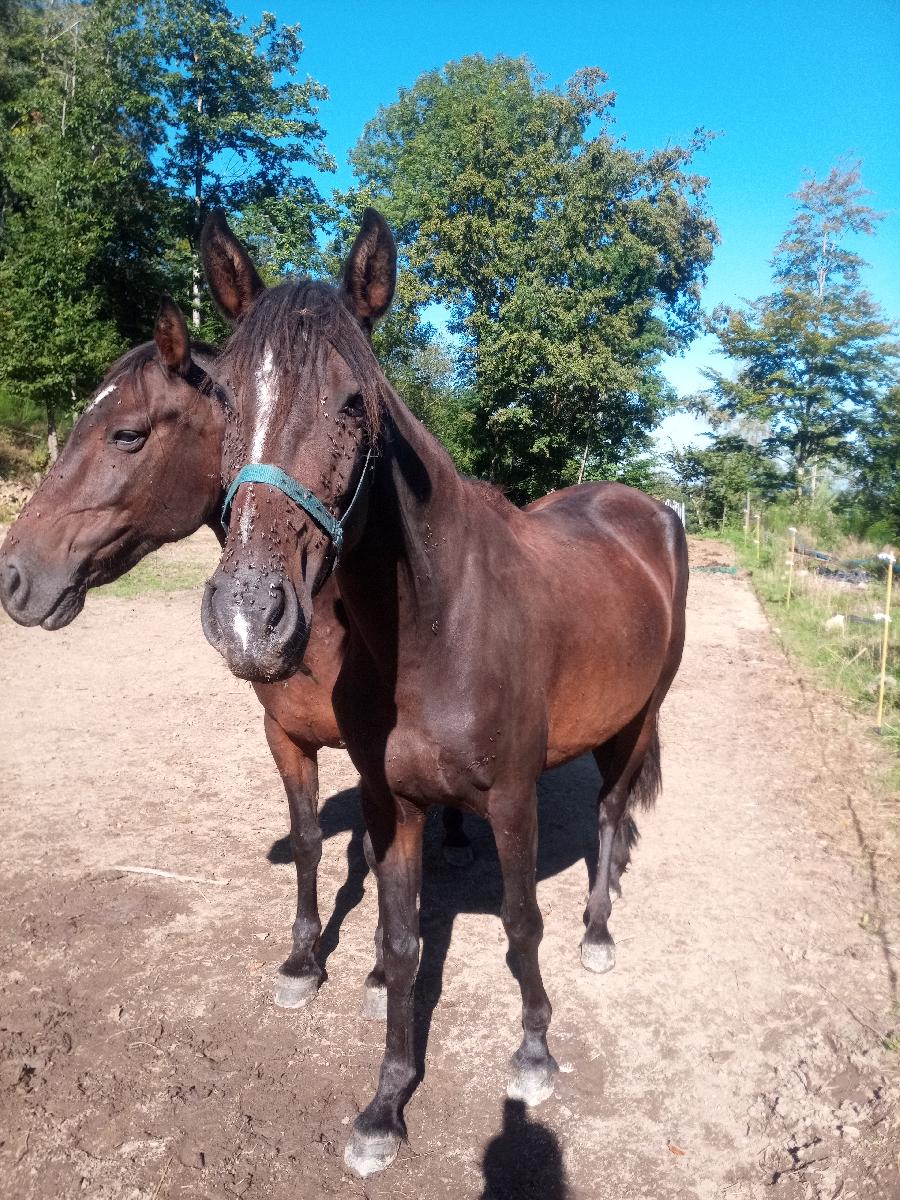 Cheval Pure race Espagnole (PRE)  vendre Saint-Clment dans l'Allier photo 2