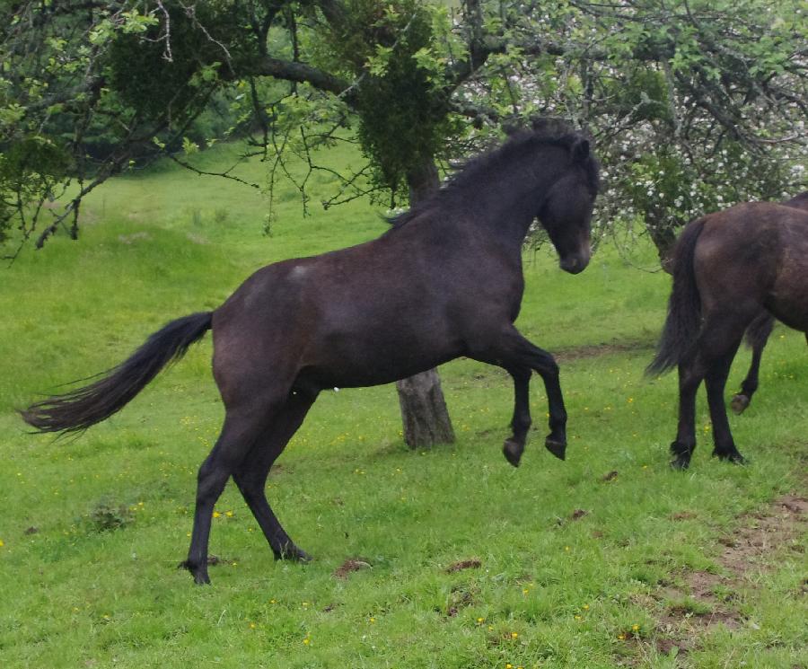 Cheval Origine constate  vendre Saint-Clment dans l'Allier