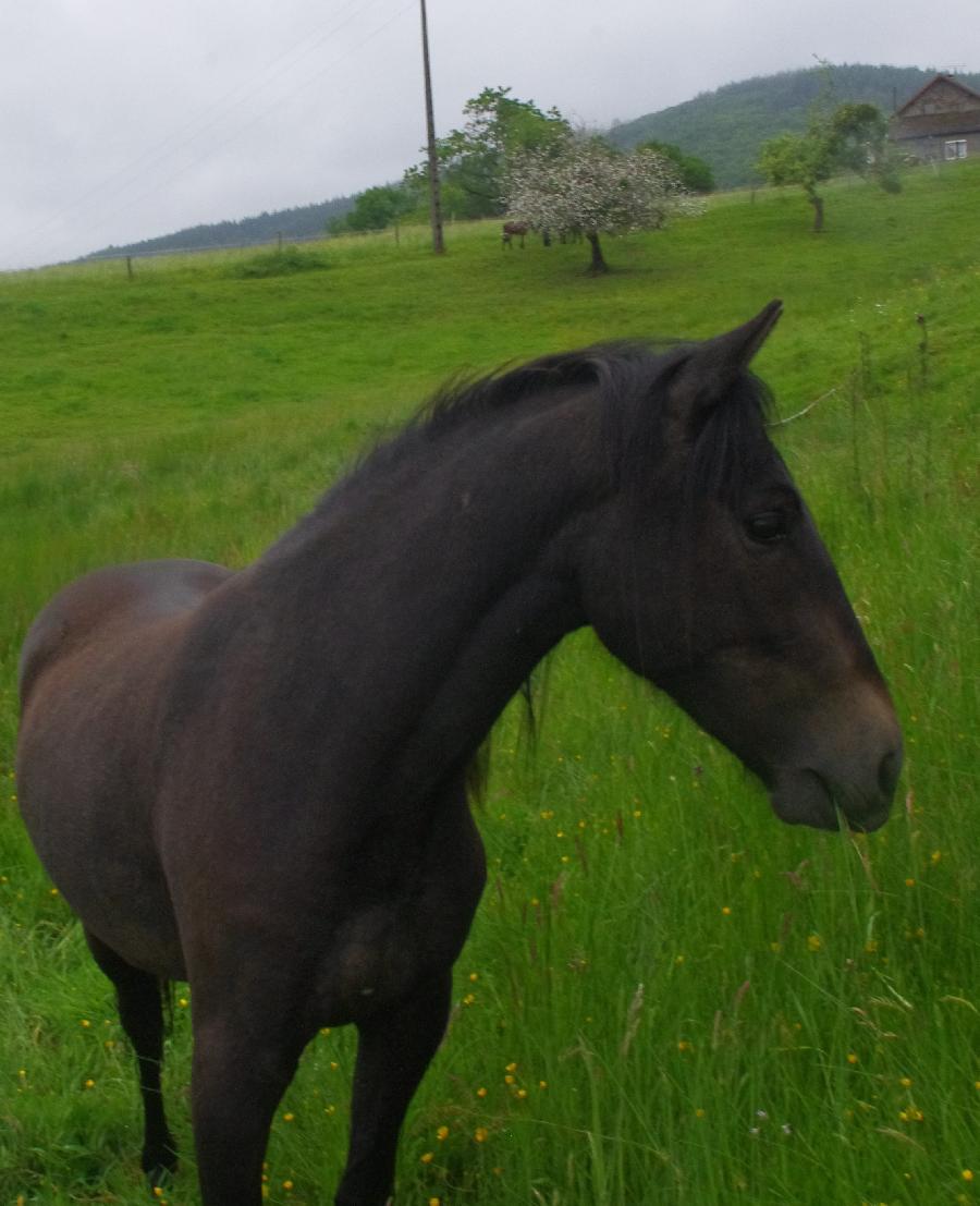 Cheval Origine constate  vendre Saint-Clment dans l'Allier photo 2