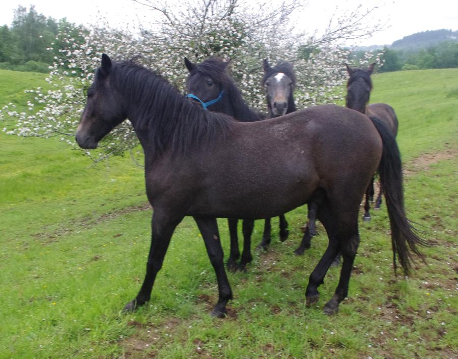 Cheval Origine constate  vendre Saint-Clment dans l'Allier photo 3