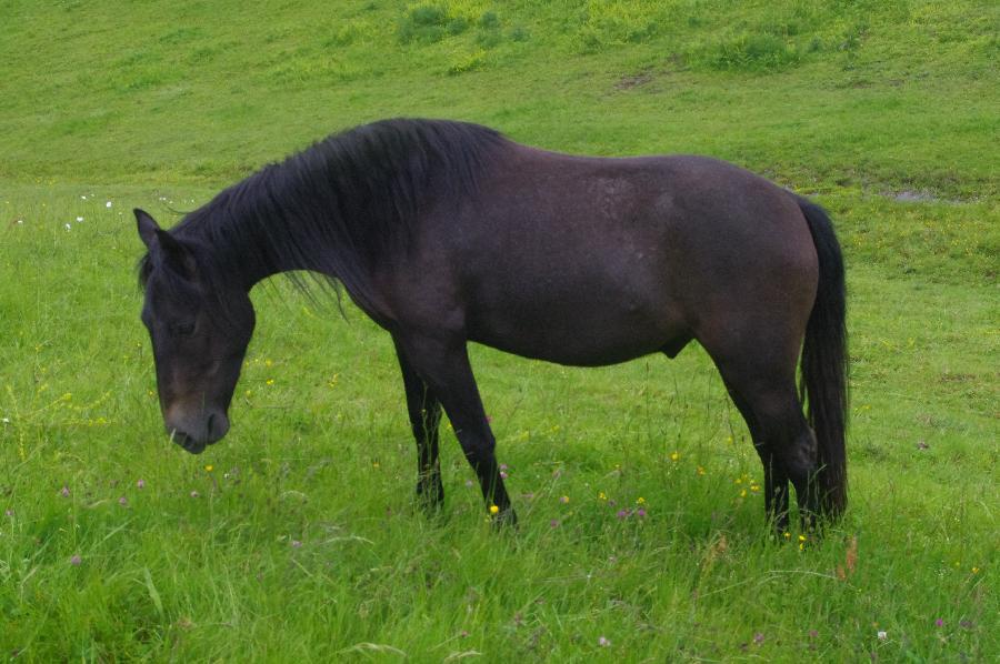 Cheval Origine constate  vendre Saint-Clment dans l'Allier photo 4