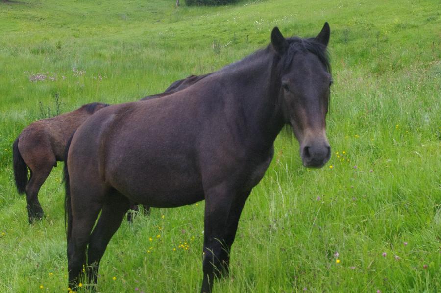 Cheval Origine constate  vendre Saint-Clment dans l'Allier photo 5