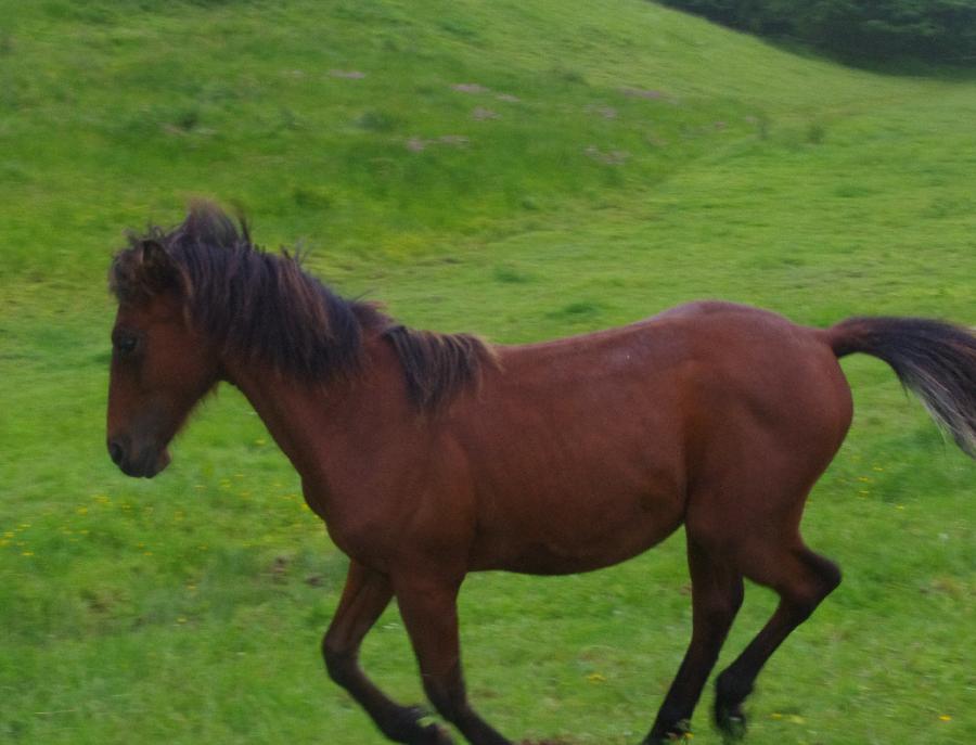 Cheval Origine constate  vendre Saint-Clment dans l'Allier