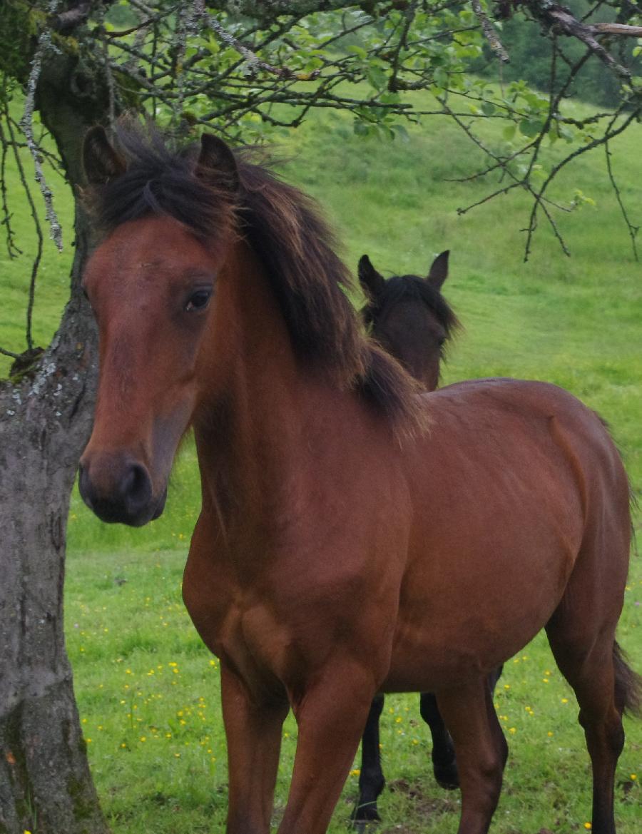 Cheval Origine constate  vendre Saint-Clment dans l'Allier photo 2