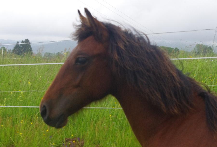 Cheval Origine constate  vendre Saint-Clment dans l'Allier photo 3