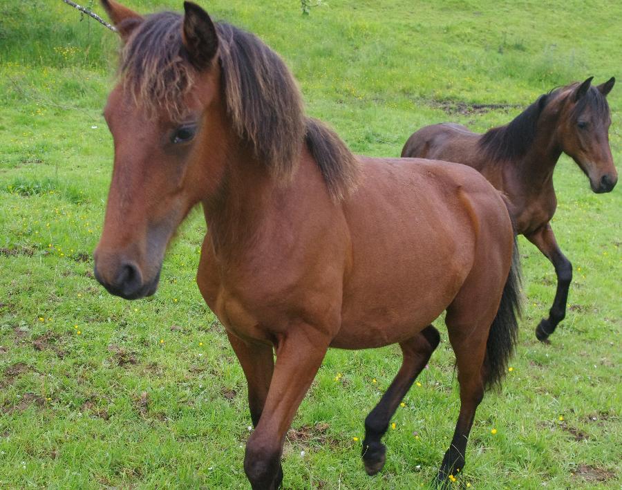 Cheval Origine constate  vendre Saint-Clment dans l'Allier photo 4