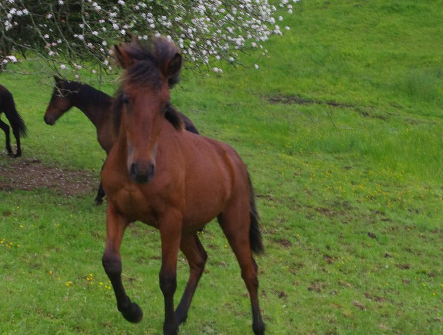 Cheval Origine constate  vendre Saint-Clment dans l'Allier photo 5