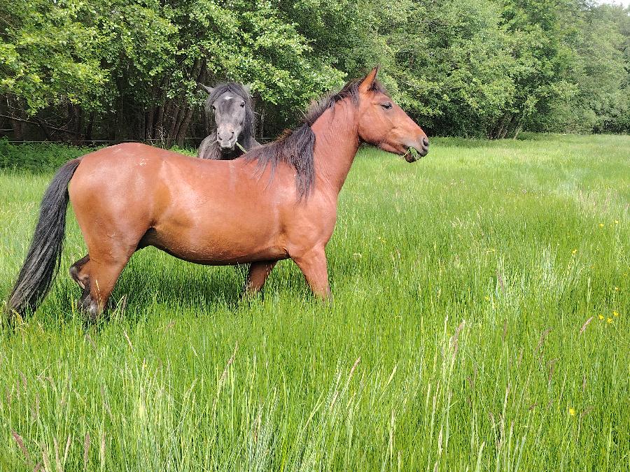 Cheval Origine constat�e � vendre Saint-Cl�ment dans l'Allier