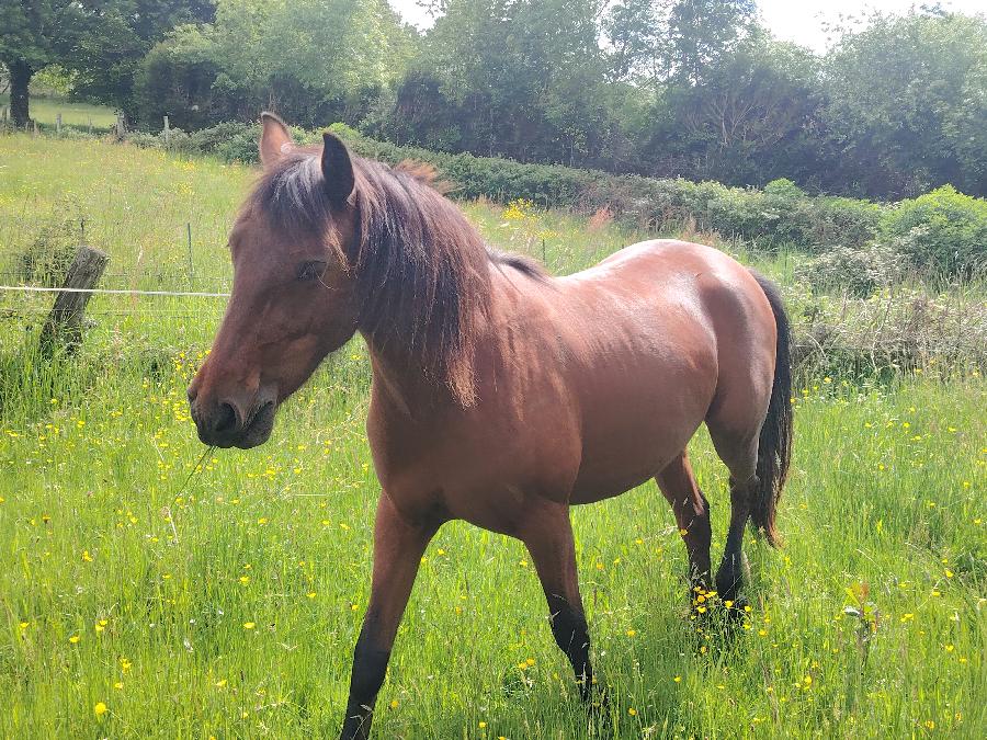 Cheval Origine constat�e � vendre Saint-Cl�ment dans l'Allier photo 3