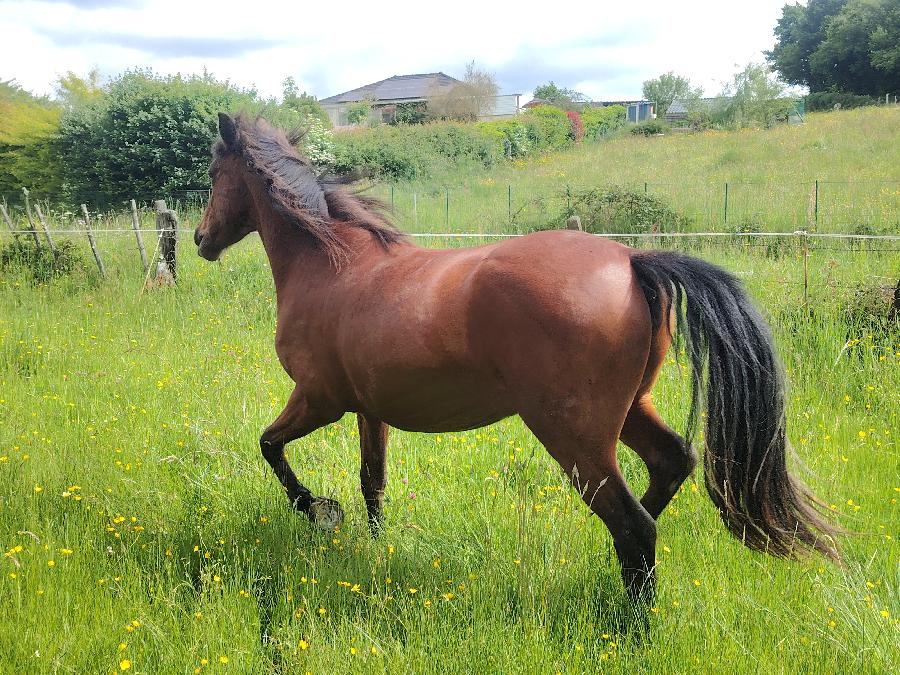 Cheval Origine constat�e � vendre Saint-Cl�ment dans l'Allier photo 5