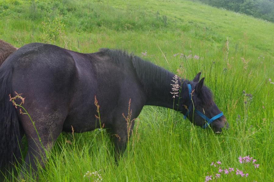 Cheval Origine constate  vendre Saint-Clment dans l'Allier