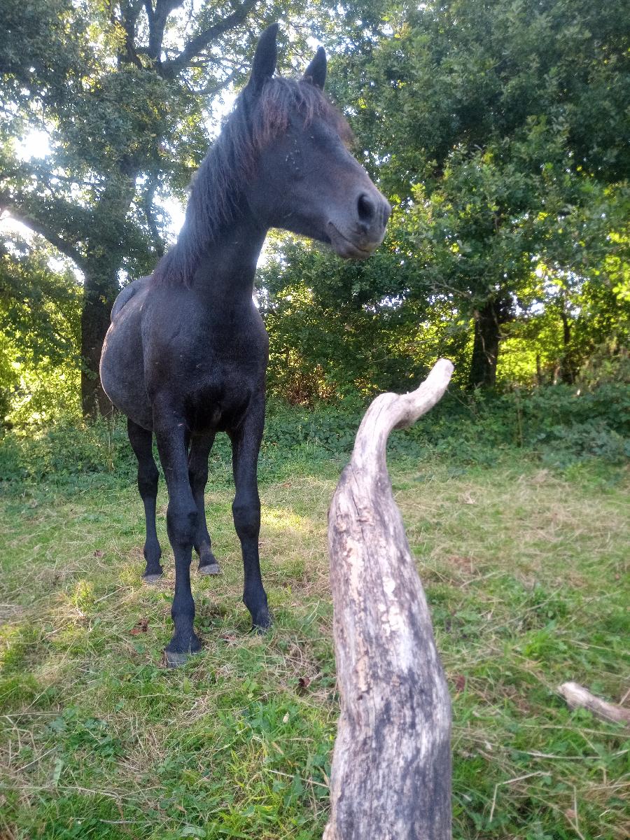 Cheval Origine constate  vendre Saint-Clment dans l'Allier photo 2