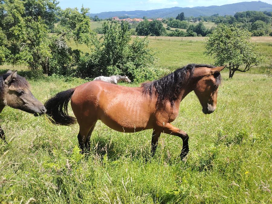 Cheval Origine constat�e � vendre Saint-Cl�ment dans l'Allier