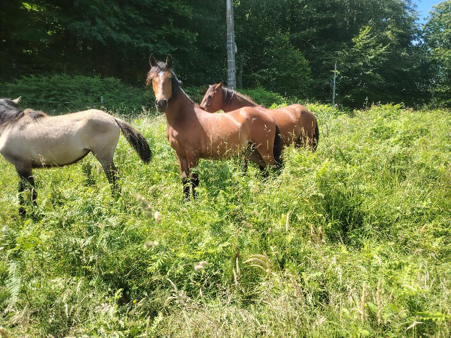 Cheval Origine constat�e � vendre Saint-Cl�ment dans l'Allier photo 2