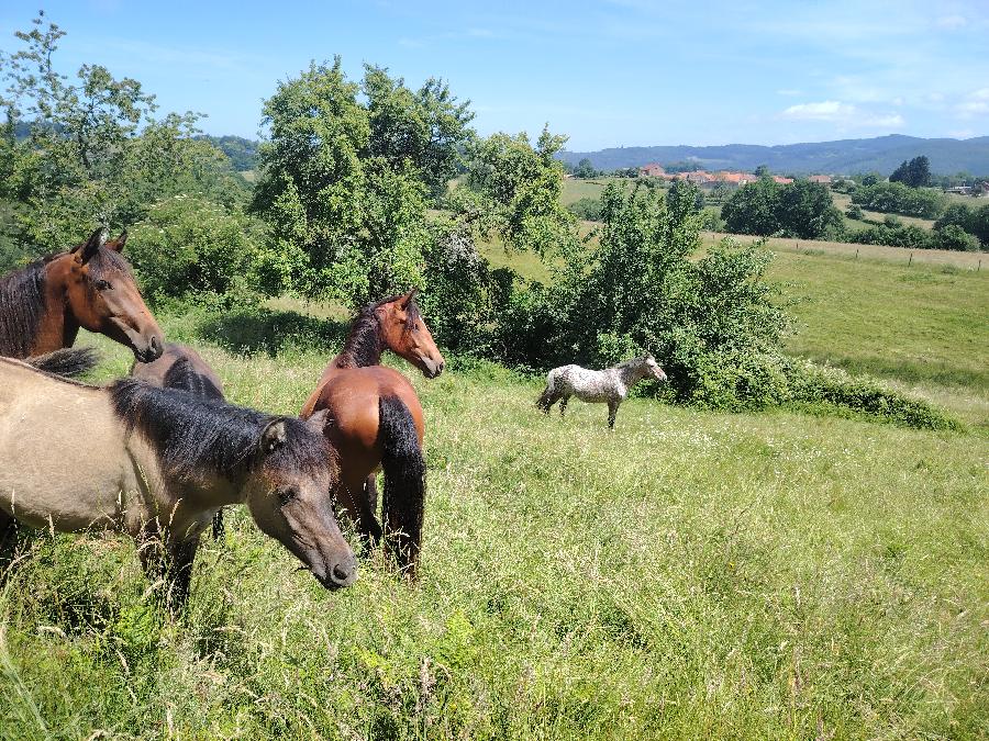 Cheval Origine constat�e � vendre Saint-Cl�ment dans l'Allier photo 3
