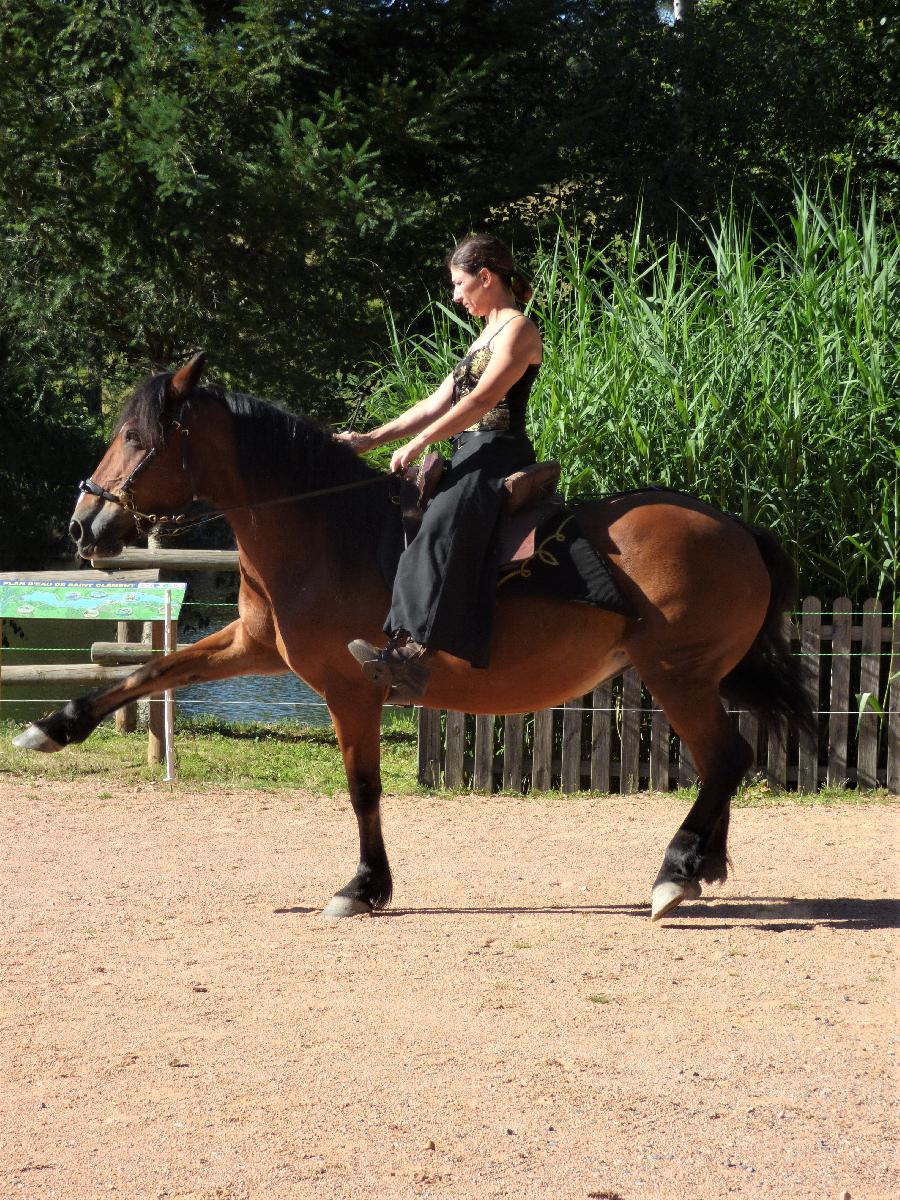 Cheval Origine constat�e � vendre Saint-Cl�ment dans l'Allier photo 4