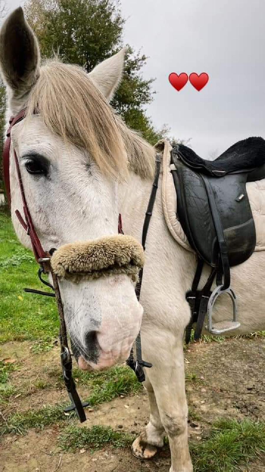 Cheval d' Origine non constate  vendre Saint-Clment dans l'Allier photo 2