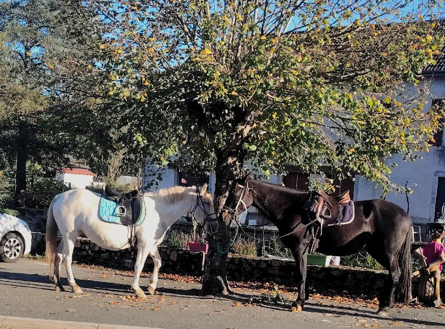 Cheval d' Origine non constate  vendre Saint-Clment dans l'Allier photo 3