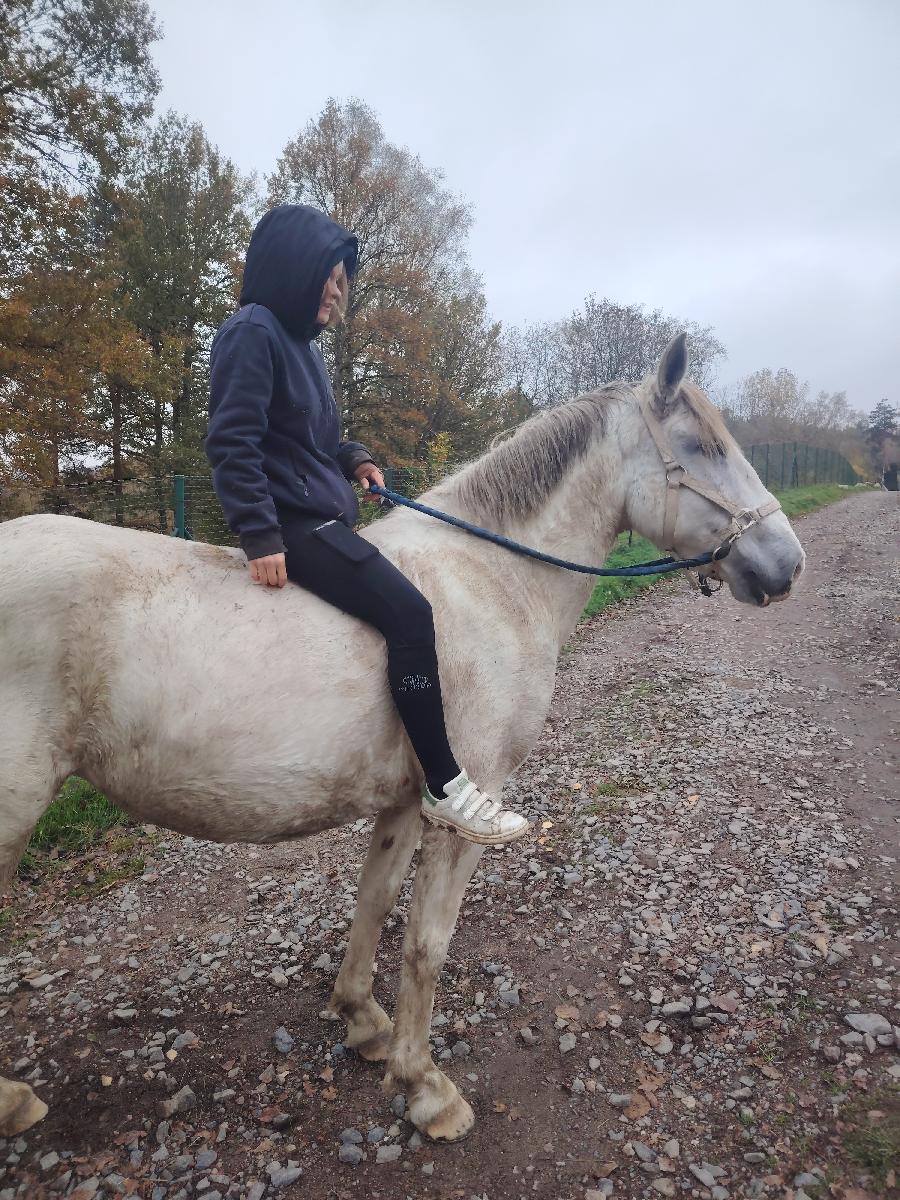 Cheval d' Origine non constate  vendre Saint-Clment dans l'Allier photo 4