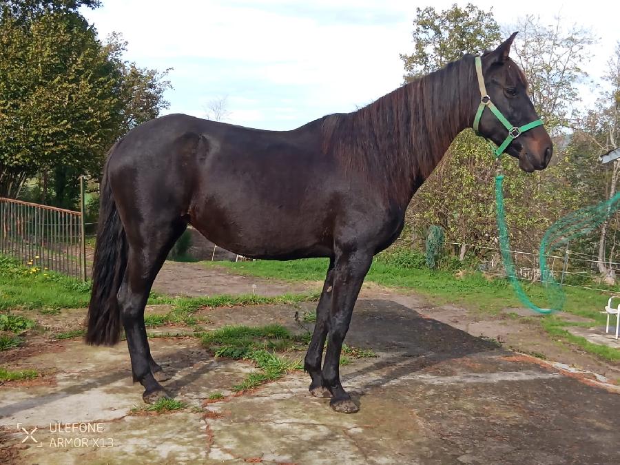 Cheval Pure race Espagnole (PRE)  vendre Saint-Clment dans l'Allier