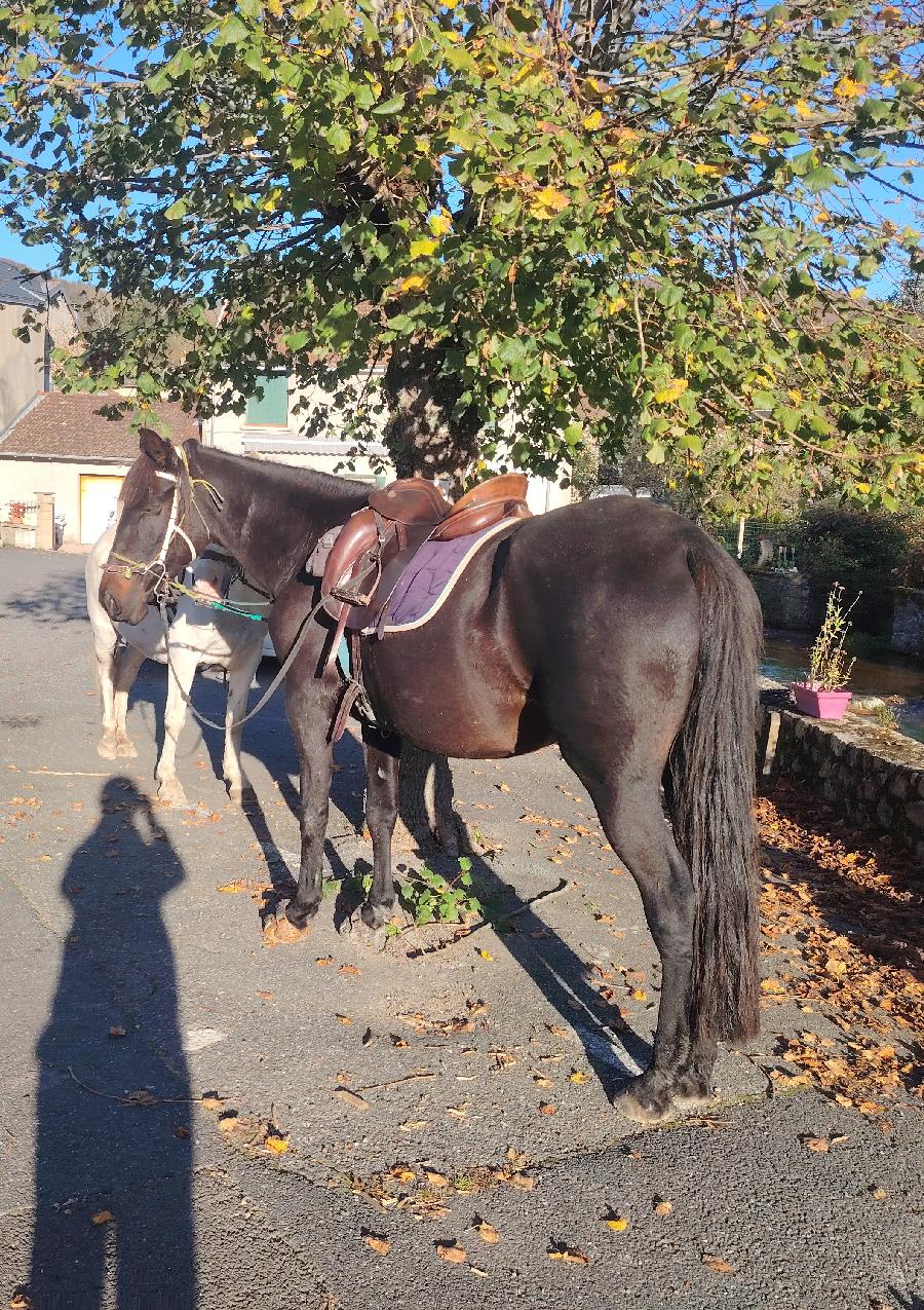 Cheval Pure race Espagnole (PRE)  vendre Saint-Clment dans l'Allier photo 2