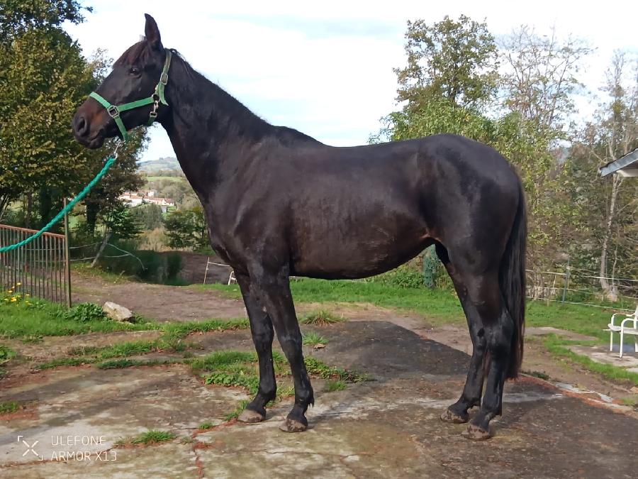 Cheval Pure race Espagnole (PRE)  vendre Saint-Clment dans l'Allier photo 3