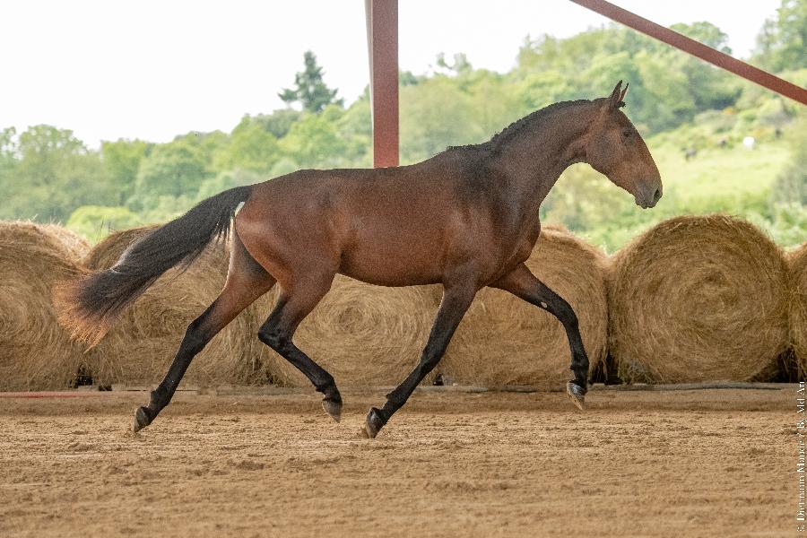 Pouliche Lusitanien  vendre  Cenves Rhne