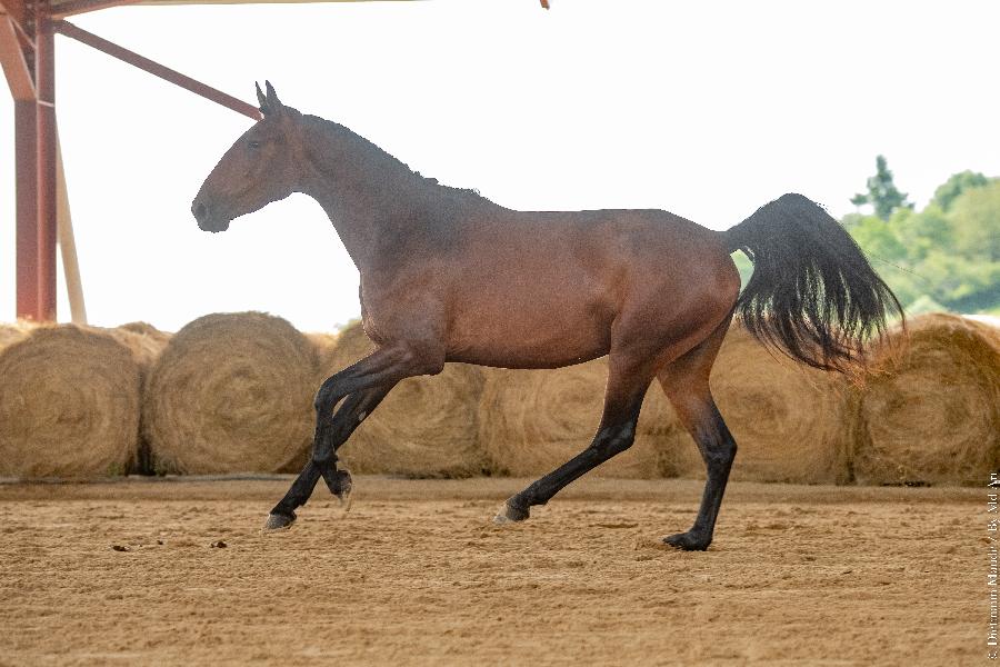 Cheval Lusitanien  vendre Cenves dans le Rhne photo 2