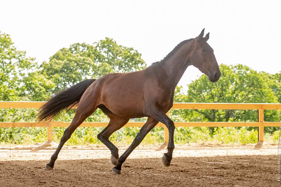 Cheval Lusitanien  vendre Cenves dans le Rhne photo 3