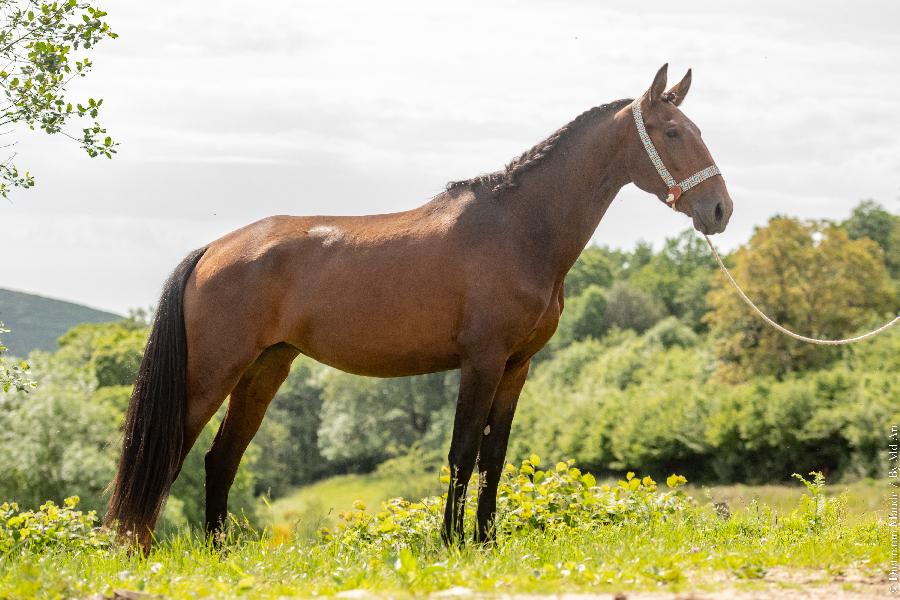 Cheval Lusitanien  vendre Cenves dans le Rhne photo 4