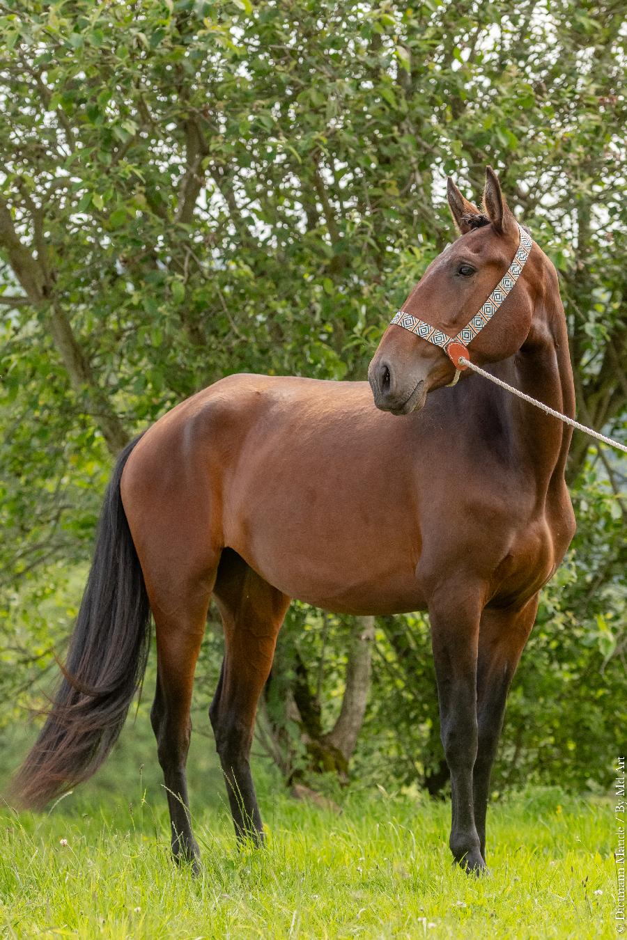 Cheval Lusitanien  vendre Cenves dans le Rhne photo 5