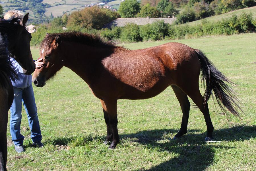 Cheval Origine constate  vendre Cenves dans le Rhne photo 2