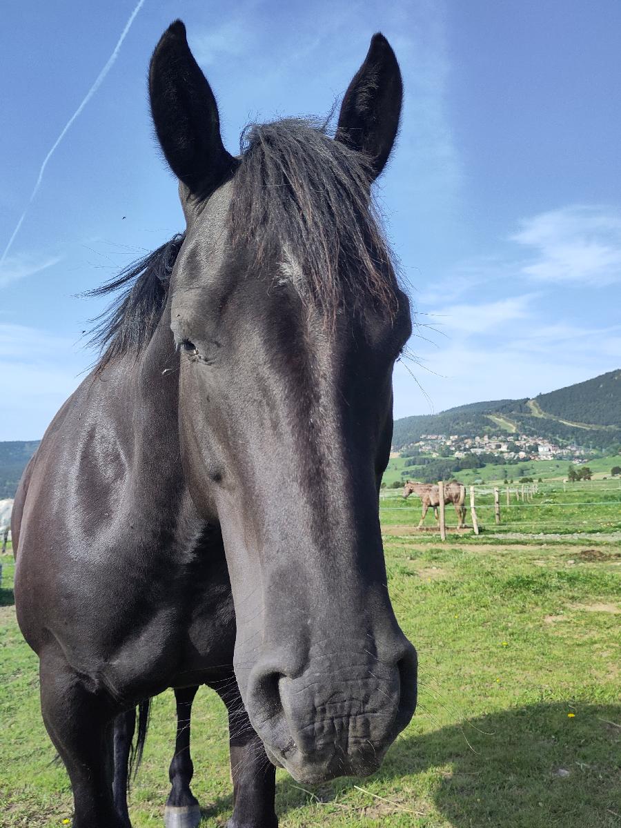 Cheval d' Origine non constate  vendre Les Angles dans les Pyrnes-Orientales photo 2